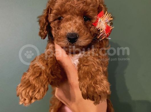 Safkan Di̇şi̇ Erkek Toy Poodle Yavrular görsel