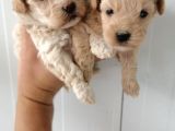 Ankara Çankaya Maltipoo 3 Aylık