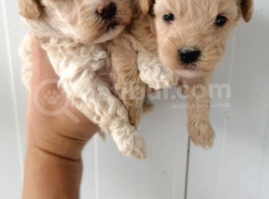 Ankara Çankaya Maltipoo 3 Aylık
