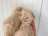 Ankara Çankaya Maltipoo 3 Aylık