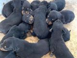 13 Günlük Doberman Yavruları Rezerveye Acıktır