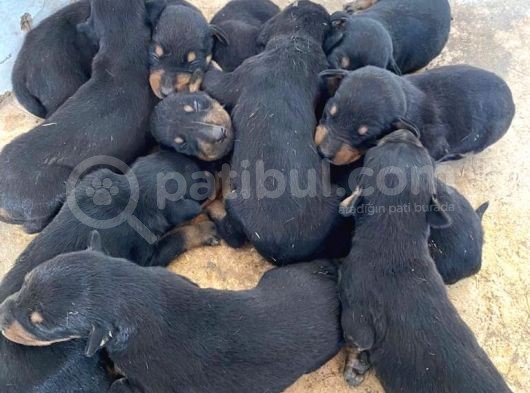 13 Günlük Doberman Yavruları Rezerveye Acıktır