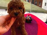 Birbirinden Sevimli Toy Poodle Yavrularımız