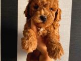 Birbirinden Sevimli Toy Poodle Yavrularımız