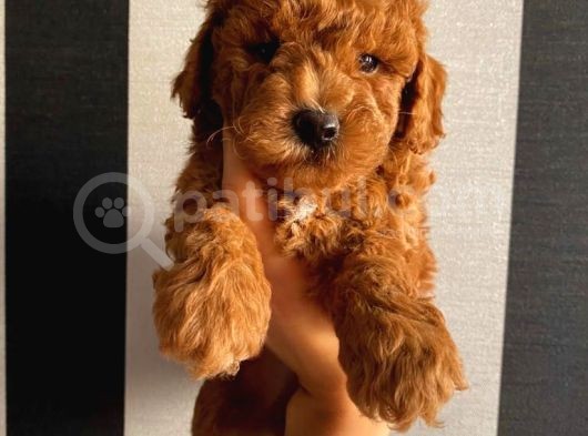 Birbirinden Sevimli Toy Poodle Yavrularımız