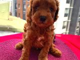 Birbirinden Sevimli Toy Poodle Yavrularımız