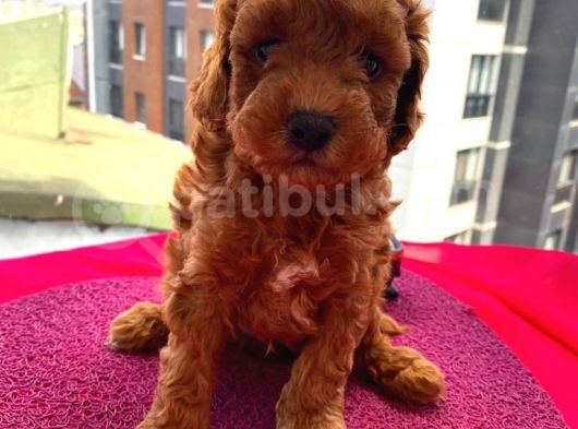 Birbirinden Sevimli Toy Poodle Yavrularımız görsel
