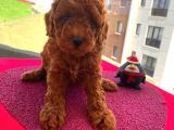 Birbirinden Sevimli Toy Poodle Yavrularımız