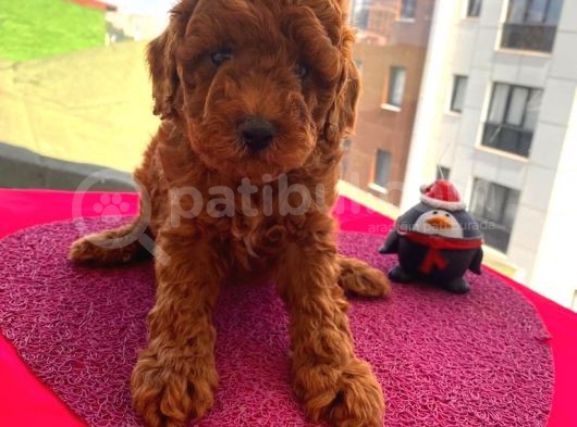 Birbirinden Sevimli Toy Poodle Yavrularımız görsel