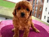 Birbirinden Sevimli Toy Poodle Yavrularımız