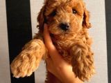 Birbirinden Sevimli Toy Poodle Yavrularımız
