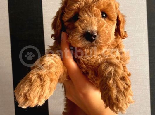 Birbirinden Sevimli Toy Poodle Yavrularımız görsel