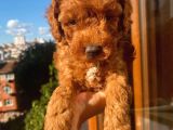 Birbirinden Sevimli Toy Poodle Yavrularımız