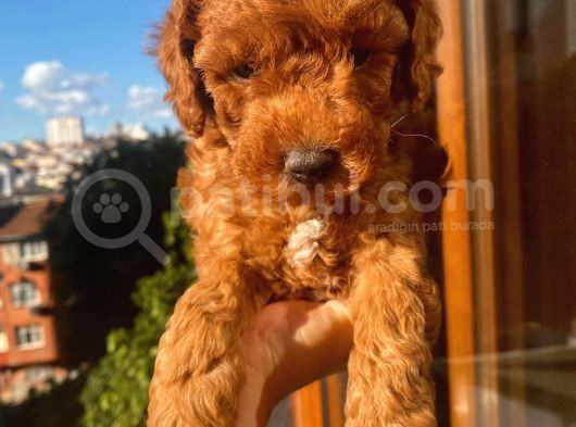 Birbirinden Sevimli Toy Poodle Yavrularımız görsel