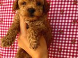Birbirinden Sevimli Toy Poodle Yavrularımız