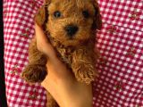 Birbirinden Sevimli Toy Poodle Yavrularımız