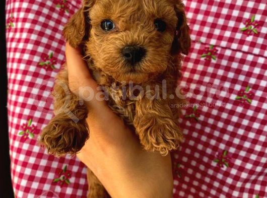 Birbirinden Sevimli Toy Poodle Yavrularımız görsel