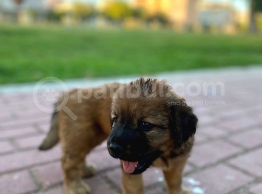 1 Aylık Dişi Golden görsel