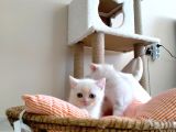 Acıl British Shorthair Yavrular Son 3 Tane Kaldı