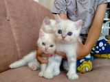 Acıl British Shorthair Yavrular Son 3 Tane Kaldı