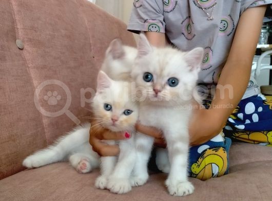 Acıl British Shorthair Yavrular Son 3 Tane Kaldı görsel