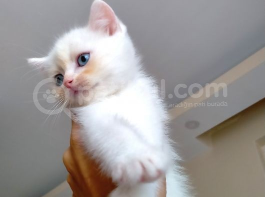 Acıl British Shorthair Yavrular Son 3 Tane Kaldı görsel