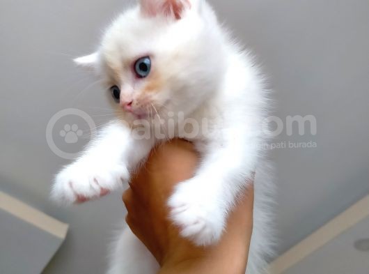 Acıl British Shorthair Yavrular Son 3 Tane Kaldı görsel