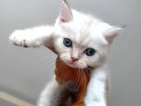 Acıl British Shorthair Yavrular Son 3 Tane Kaldı