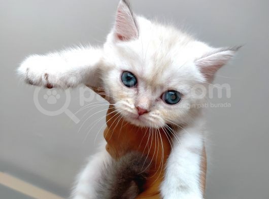 Acıl British Shorthair Yavrular Son 3 Tane Kaldı