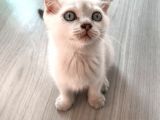Erkek Scottish Fold