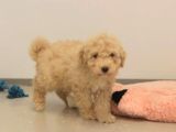 Üreti̇m Çi̇ftli̇ği̇mi̇zden Malti̇poo Yavrular