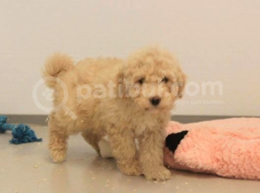 Üreti̇m Çi̇ftli̇ği̇mi̇zden Malti̇poo Yavrular görsel