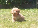 Üreti̇m Çi̇ftli̇ği̇mi̇zden Malti̇poo Yavrular
