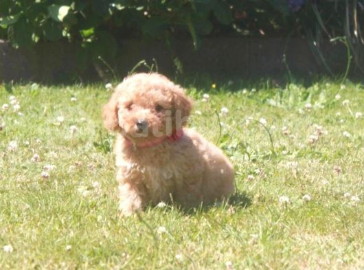 Üreti̇m Çi̇ftli̇ği̇mi̇zden Malti̇poo Yavrular görsel