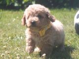 Üreti̇m Çi̇ftli̇ği̇mi̇zden Malti̇poo Yavrular