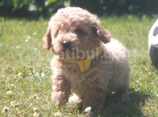 Üreti̇m Çi̇ftli̇ği̇mi̇zden Malti̇poo Yavrular görsel