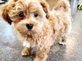 Üreti̇m Çi̇ftli̇ği̇mi̇zden Malti̇poo Yavrular