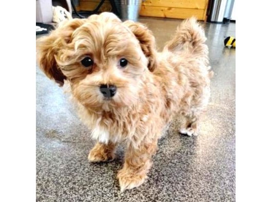 Üreti̇m Çi̇ftli̇ği̇mi̇zden Malti̇poo Yavrular