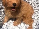 Bebek Surat Goldendoodle