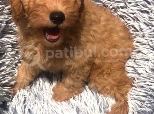 Bebek Surat Goldendoodle görsel