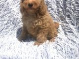 Bebek Surat Goldendoodle
