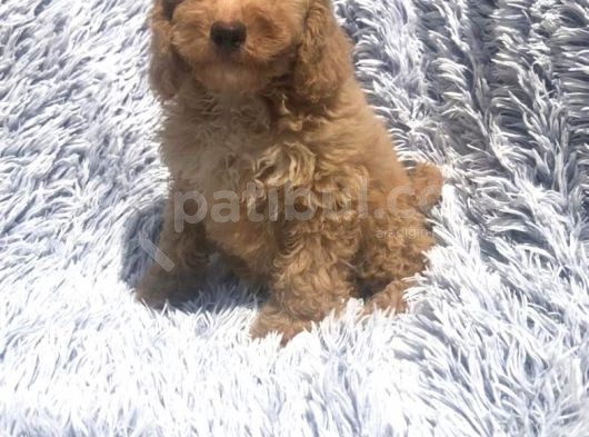 Bebek Surat Goldendoodle görsel