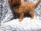 Bebek Surat Goldendoodle