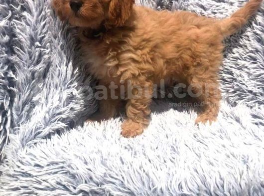 Bebek Surat Goldendoodle görsel