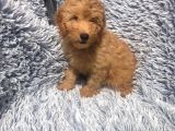 Bebek Surat Goldendoodle