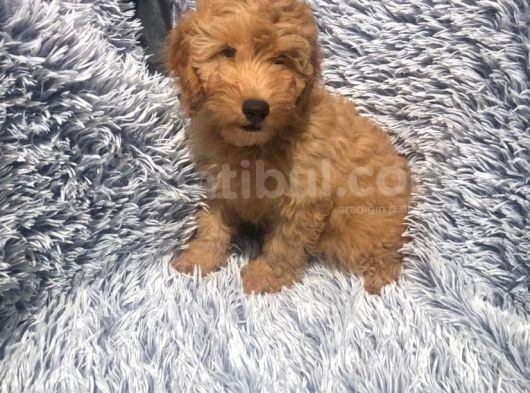 Bebek Surat Goldendoodle