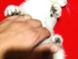 Uygun Fiyat Zümrüt Göz Erkek Ve Dişi Silver 2 Aylık Yavru