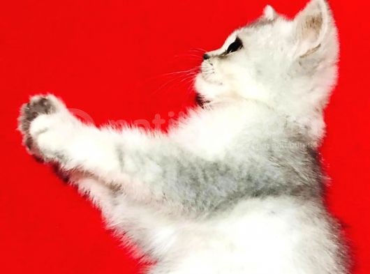 Uygun Fiyat Zümrüt Göz Erkek Ve Dişi Silver 2 Aylık Yavru görsel