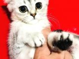 Uygun Fiyat Zümrüt Göz Erkek Ve Dişi Silver 2 Aylık Yavru