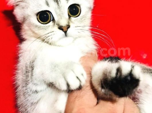 Uygun Fiyat Zümrüt Göz Erkek Ve Dişi Silver 2 Aylık Yavru görsel